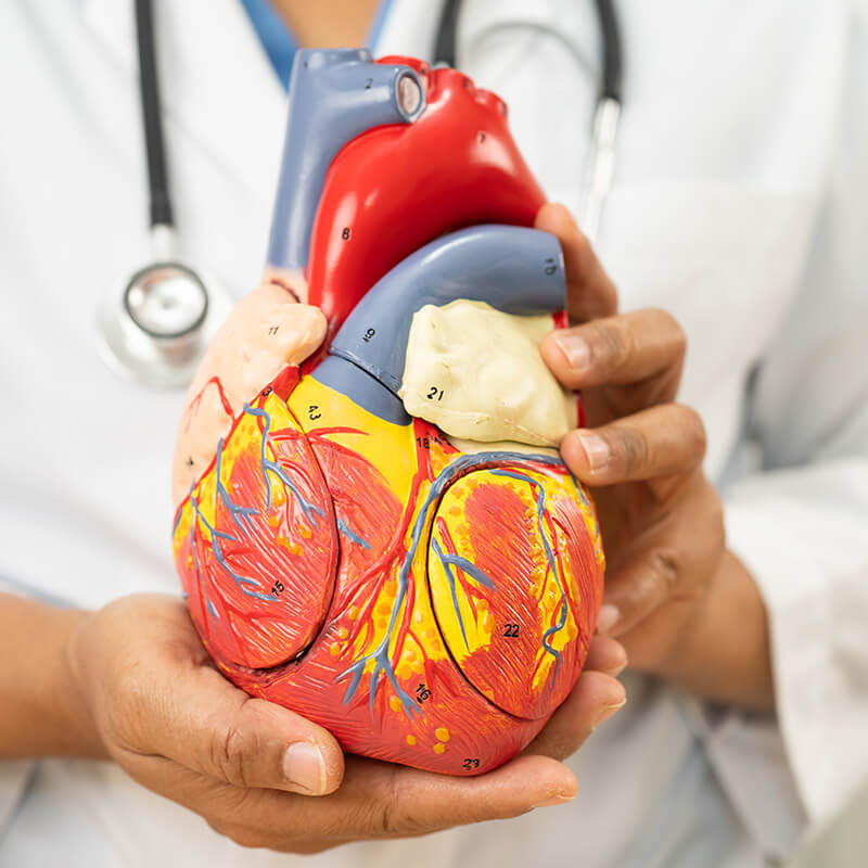 abo-seite-demo-09 Kardiologie an der Paulikirche in Braunschweig
